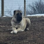 Princess our female Turkish Boz Shepherd sitting with her legs cross