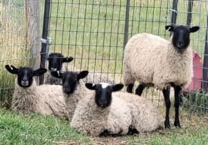 Romanov Ewes at Emerald Mtn Ranch