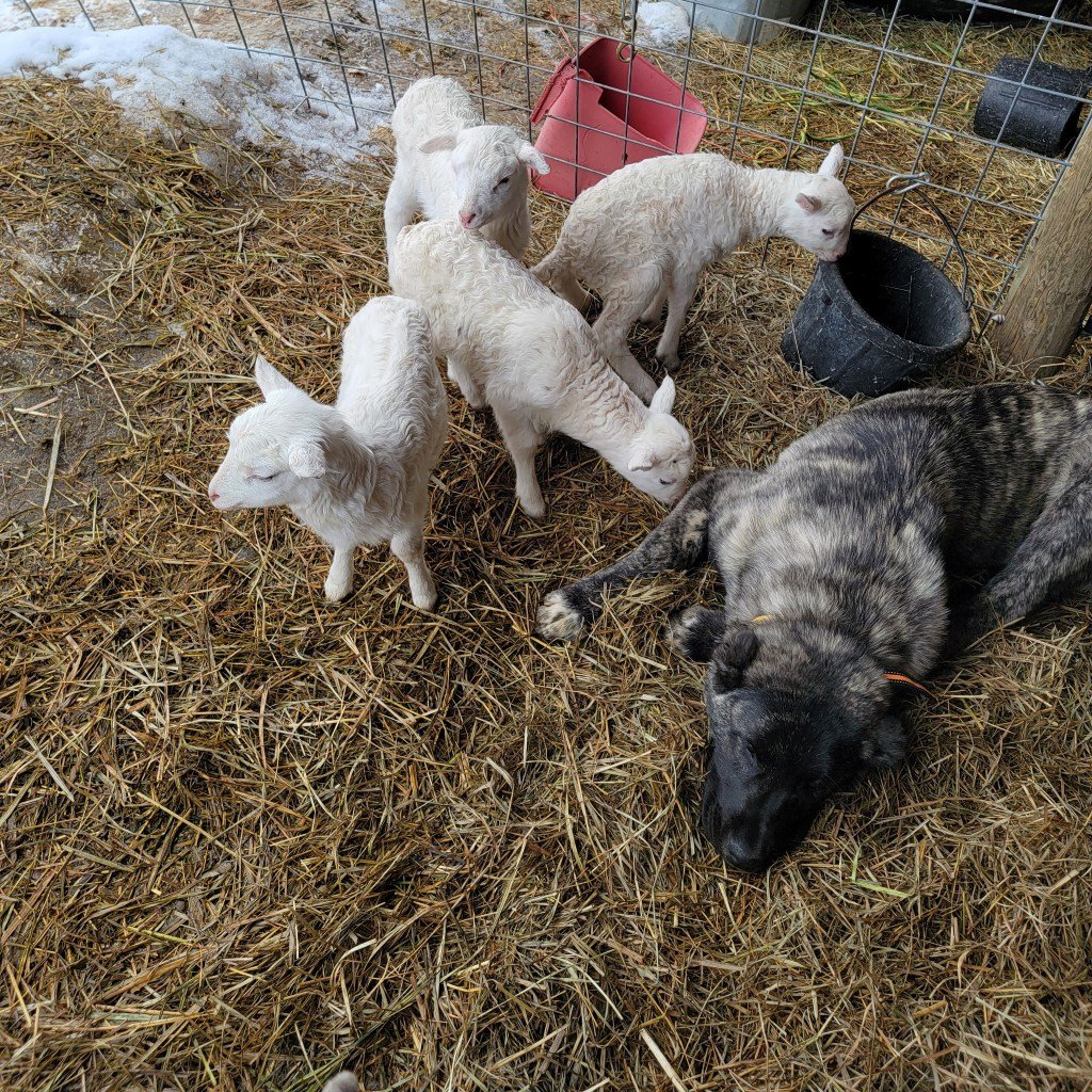 Bently sheep