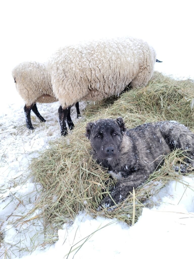 Bugati snow sheep