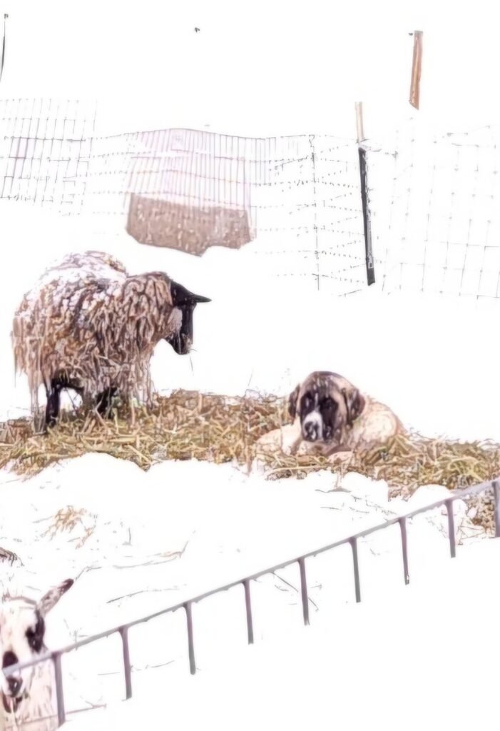 Mercedes sheep snow