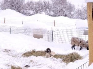 Porsche sheep snow