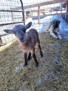 Titan Lamb