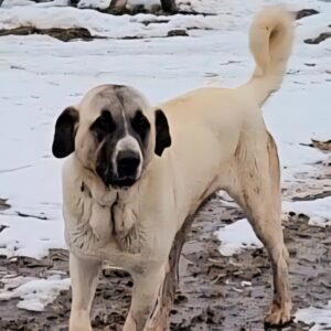 2026_Porsche_Left_side