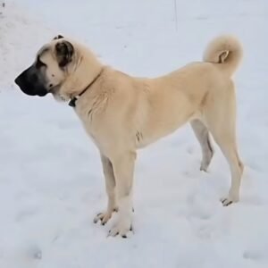 2026_Renegade_lefside_snow